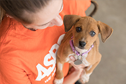 Subaru and the ASPCA Partner for a Unique Auto Show Experience 