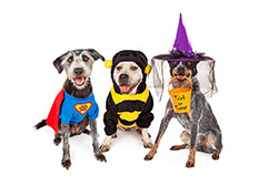 PetSmart Brings Trick-or-Treat to the Animal Kingdom 