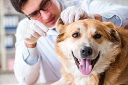 1-800-PetMeds Takes an Emotional and Transactional Approach to Loyalty