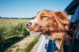 Loyalty360 Reads: July 7 | Red Roof and GoPetFriendly Partner; CEFCO Rewards Loyalty Members With 