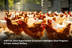 ASPCA’s 2024 Supermarket Scorecard Highlights Slow Progress in Farm Animal Welfare 