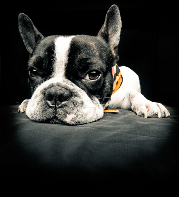 Virgin Australia Now Loyal to Pet Owners