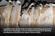 Loyalty360 Reads: David’s Bridal Strengthens Digital Shopping Experience with AI Fraud Technology, E-Commerce Marketers Ramp Up AI Spending, and Mastercard Introduces New Agentic Payment Option 