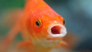 Thanks Social Media – Our Average Attention Span Is Now Shorter Than Goldfish [SLIDESHARE]