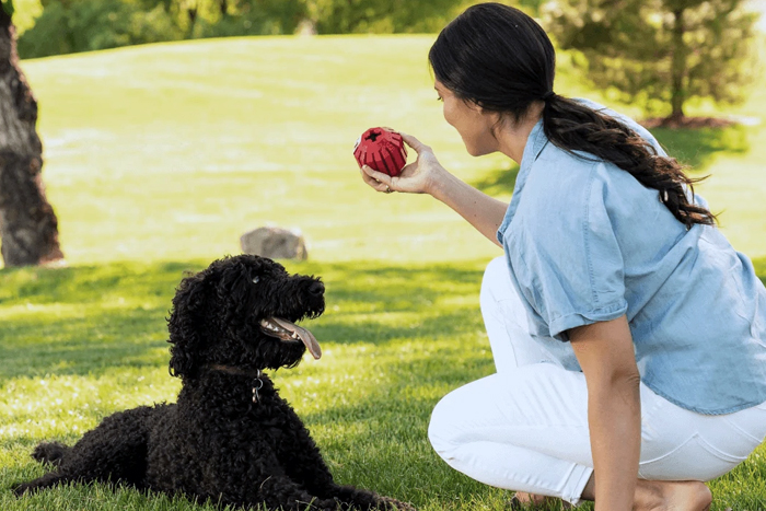 KONG Box Becomes King of Dog Toys and Treats
