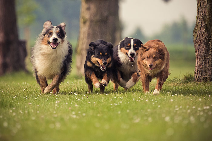 PetSmart Enhances Its Doggie Day Camp to Promote Dog Wellbeing
