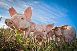 Chipotle Recognized for Animal Welfare