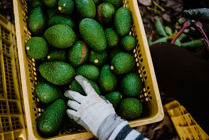 ‘Avocado Nation’ Helping Grow Avocados From Mexico Sales