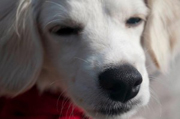 PetSmart PetPerks: You Can Teach an Old Dog New Tricks